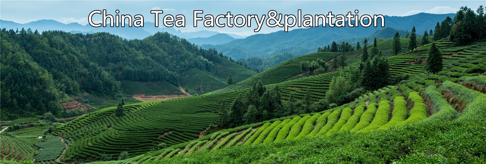 tea plantation-banner1